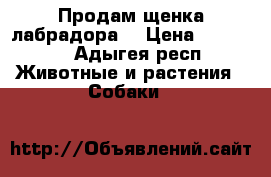 Продам щенка лабрадора  › Цена ­ 10 000 - Адыгея респ. Животные и растения » Собаки   